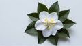 Elegant white jasmine flower isolated on clean white backdrop Royalty Free Stock Photo