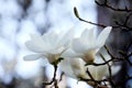 Elegant white magnolia flowers are blooming.. Royalty Free Stock Photo