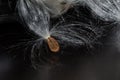 Elegant White Milkweed Fibers Presenting Its Seed