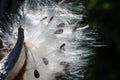 Elegant White Milkweed Fibers Presenting Their Seeds