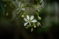 Elegant White Orchid Blossom