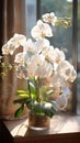 Elegant White Orchid: Delicate Beauty in Soft Natural Light