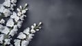 Elegant White Orchids On Dark Grey Background With Copy Space