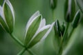 Elegant White Ornithogalum (Grass Lily) Flowers Close-Up Royalty Free Stock Photo