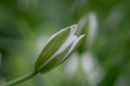 Elegant White Ornithogalum (Grass Lily) Flowers Close-Up Royalty Free Stock Photo