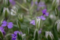 Elegant White Ornithogalum (Grass Lily) Flowers Close-Up Royalty Free Stock Photo