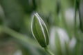 Elegant White Ornithogalum (Grass Lily) Flowers Close-Up Royalty Free Stock Photo