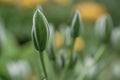 Elegant White Ornithogalum (Grass Lily) Flowers Close-Up Royalty Free Stock Photo