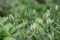 Elegant White Ornithogalum (Grass Lily) Flowers Close-Up Royalty Free Stock Photo