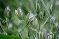 Elegant White Ornithogalum (Grass Lily) Flowers Close-Up Royalty Free Stock Photo