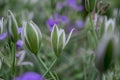 Elegant White Ornithogalum (Grass Lily) Flowers Close-Up Royalty Free Stock Photo