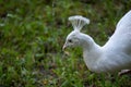 Elegant White Peacock in Natural Setting Royalty Free Stock Photo