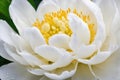 Elegant White Peony with Dew Drops on Petals Royalty Free Stock Photo