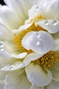 Elegant White Peony with Dew Drops on Petals Royalty Free Stock Photo