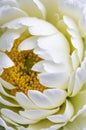 Elegant White Peony with Dew Drops on Petals Royalty Free Stock Photo