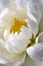 Elegant White Peony with Dew Drops on Petals Royalty Free Stock Photo