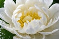 Elegant White Peony with Dew Drops on Petals Royalty Free Stock Photo