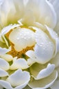 Elegant White Peony with Dew Drops on Petals Royalty Free Stock Photo