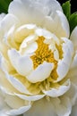 Elegant White Peony with Dew Drops on Petals Royalty Free Stock Photo