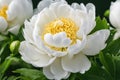 Elegant White Peony with Dew Drops on Petals Royalty Free Stock Photo