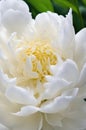 Elegant White Peony with Dew Drops on Petals Royalty Free Stock Photo