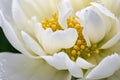 Elegant White Peony with Dew Drops on Petals Royalty Free Stock Photo