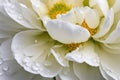 Elegant White Peony with Dew Drops on Petals Royalty Free Stock Photo