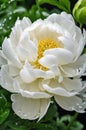 Elegant White Peony with Dew Drops on Petals Royalty Free Stock Photo