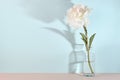 Elegant white peony flower on blue table wall background, trendy shadows Royalty Free Stock Photo