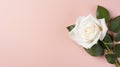 Elegant white rose with copy space on the right side of a beautiful pink isolated background