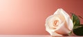 Elegant white rose with copy space on the right side, isolated on a beautiful pink background