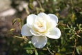 An elegant white rose in the garden on a sunny day Royalty Free Stock Photo