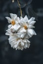 Elegant white roses bloom gracefully against a dark background.