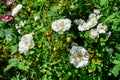 Elegant white roses of the Schneekonigin variety growing on a bush in a flower bed in a garden or park. Beautiful floral natural Royalty Free Stock Photo