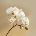 Elegant White Spotted Orchid on Warm Beige Background