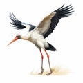 Elegant White Stork Illustration With Long Legs And Large Wings
