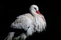 Portrait of the elegant white stork Royalty Free Stock Photo