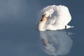 Elegant white swan Royalty Free Stock Photo