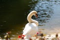 An elegant white swan captured in a serene moment by the lakeside with a graceful curve of its neck and the tranquility of the Royalty Free Stock Photo