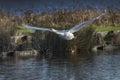 Elegant white swan coming into land Royalty Free Stock Photo