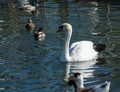 An elegant white swan Royalty Free Stock Photo