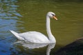 Elegant white swan floats in a pond Royalty Free Stock Photo