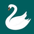 Elegant white swan isolated on dark green background. Royalty Free Stock Photo