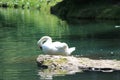 Elegant white swan in the lake Royalty Free Stock Photo