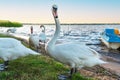 Elegant white swan standing on the shore of a lake on a sunny day with a blurred background Royalty Free Stock Photo