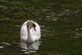 An elegant white swan on the surface of a small mountain lake Royalty Free Stock Photo