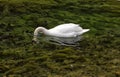 An elegant white swan on the surface of a small mountain lake Royalty Free Stock Photo