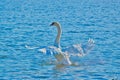 Elegant white swan swimming in the beautiful blue lake Royalty Free Stock Photo