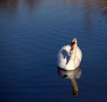 Elegant white swan swimming in a lake Royalty Free Stock Photo