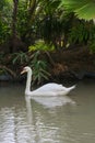 An elegant white swan swimming in a lush secluded pond in a beautiful Thai park.